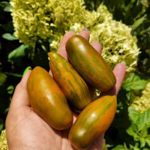 Томат Зеленая сосиска (Green Sausage)