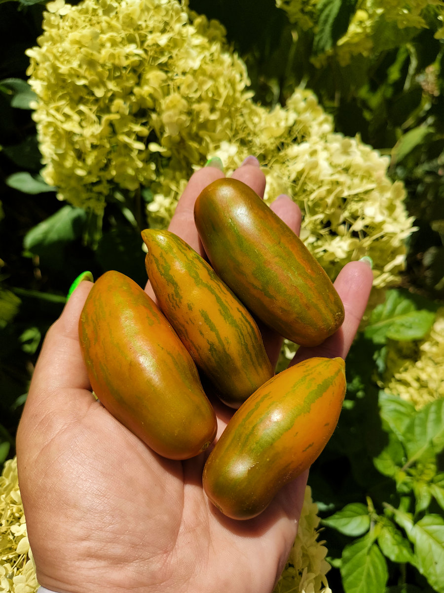 Томат грин сосидж( зеленая сосиска)