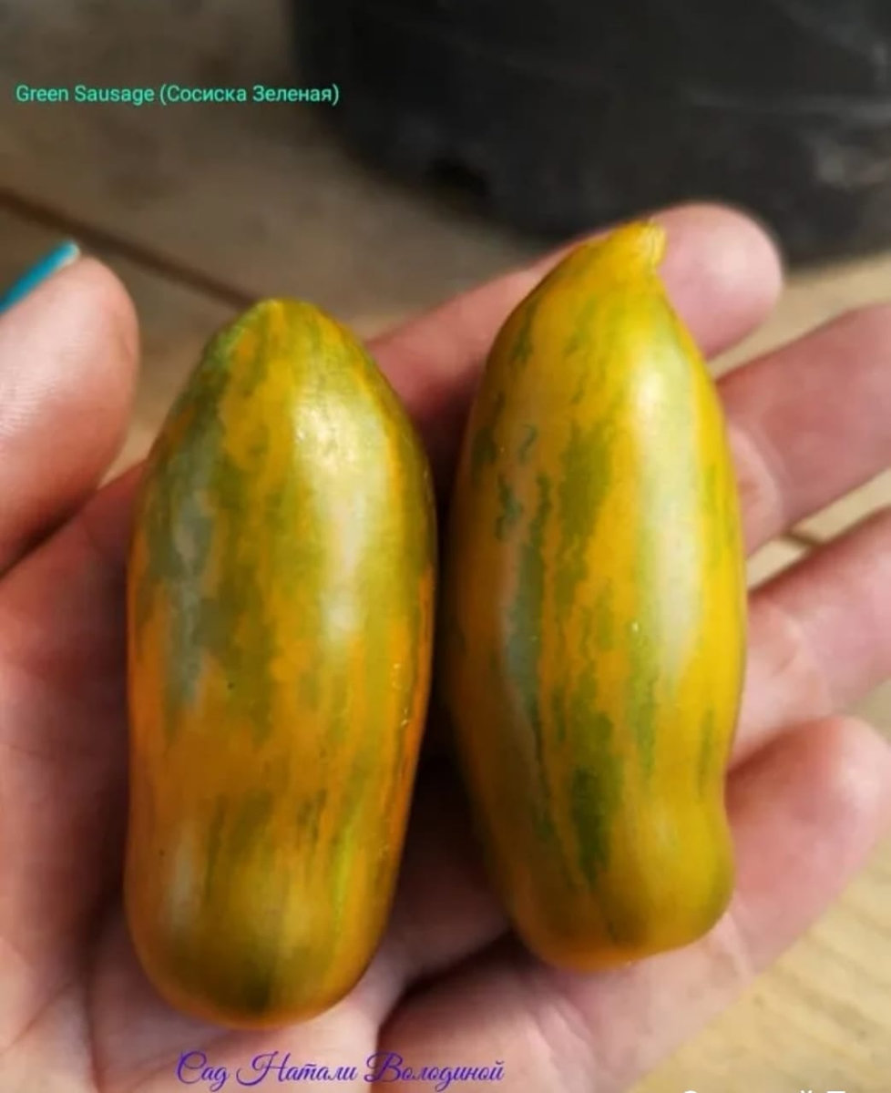 Томат Грин сосидж (Green sausage) (США) — изображение 2