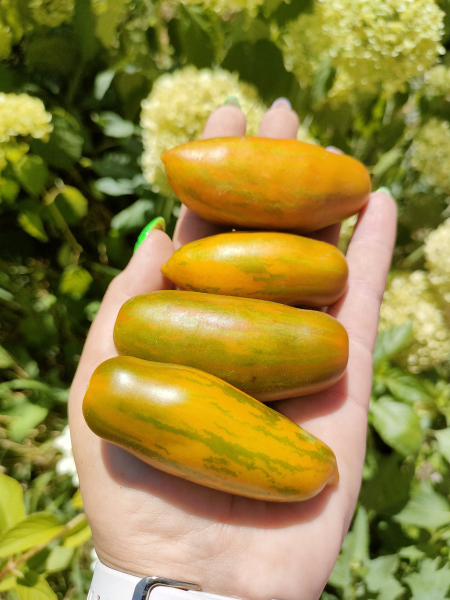 Томат Грин сосидж (Green sausage) (США) — изображение 3