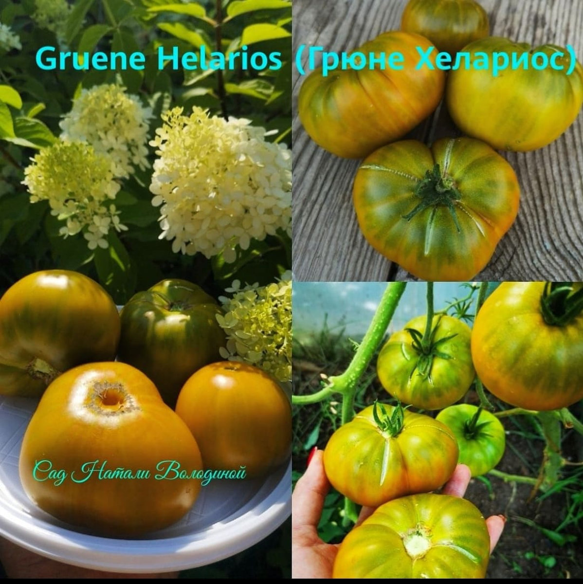 Томат Грюне Хелариос