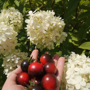 Томат Хельсинг Джанкшн Блюз (Helsing Junction Blues)