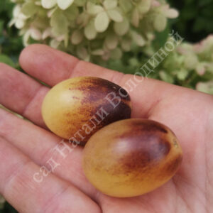 Томат Индиго кумкуат