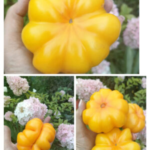 Томат Инжир медовый