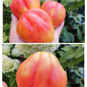 Калифорнийский тюльпан (Kalifornia tulip)