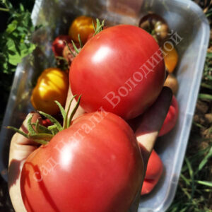 Томат Каспийский розовый