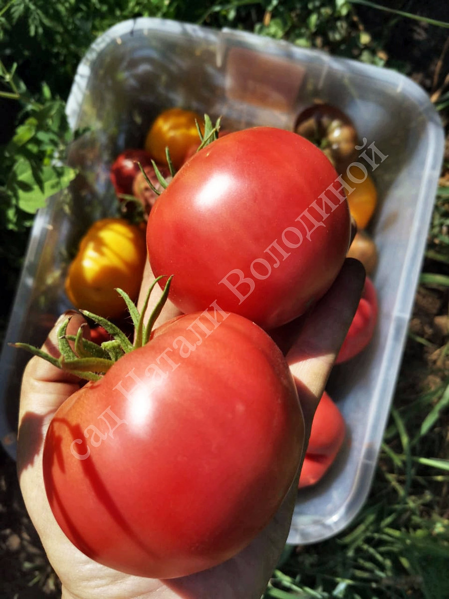 Томат Каспийский розовый