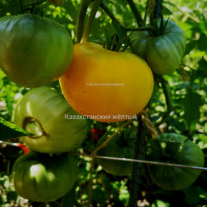 Томат Казахстанский Желтый