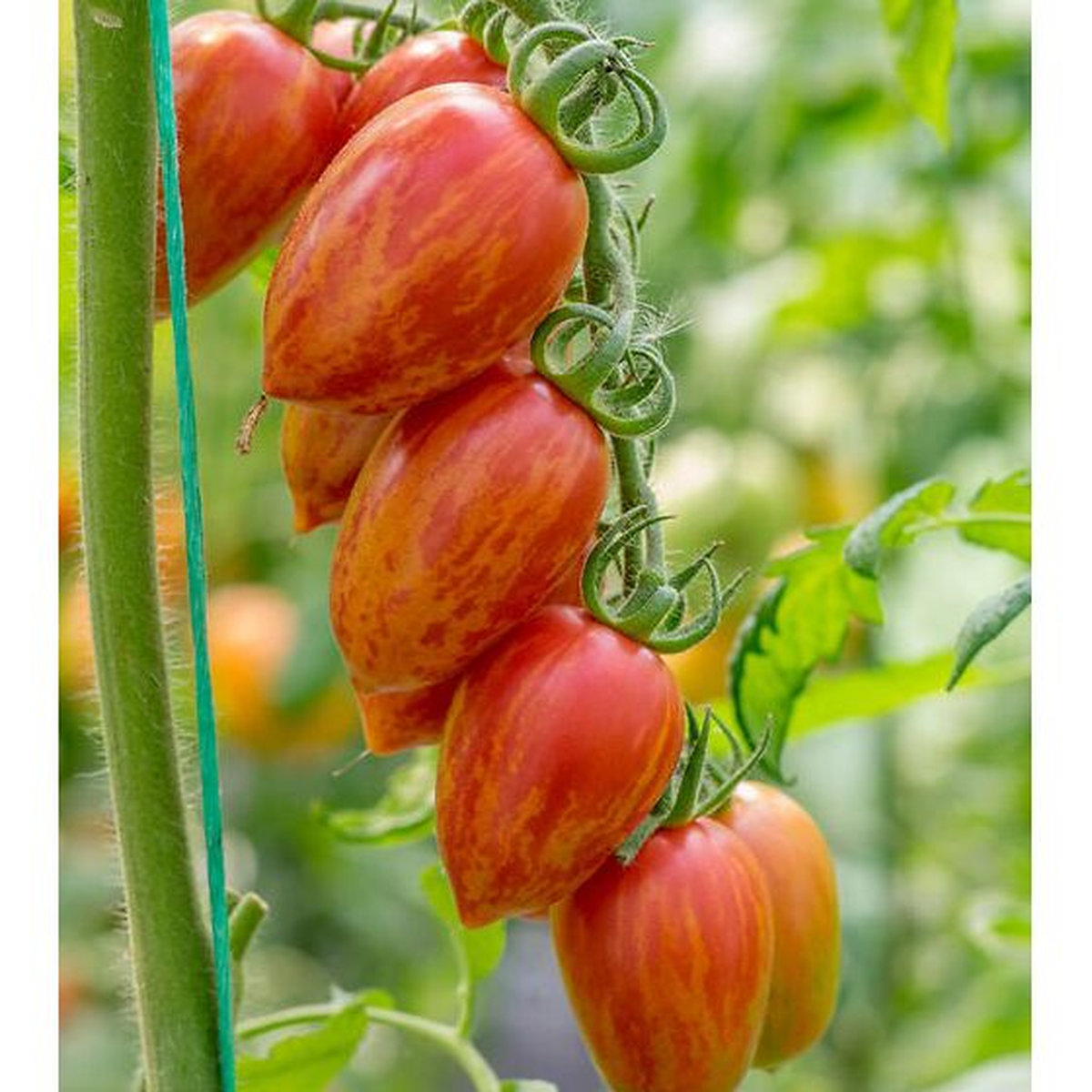 Томат Конфеты сладкие сосульки (Candy sweet icicle)