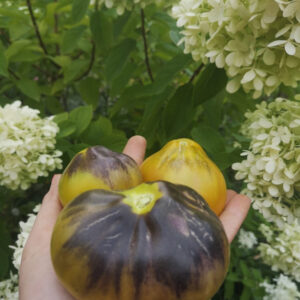 Томат Контраст фландрии (flanders contrast)