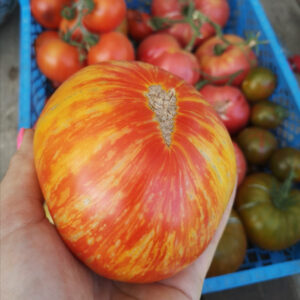 Томат Король красоты (Beauty King) США