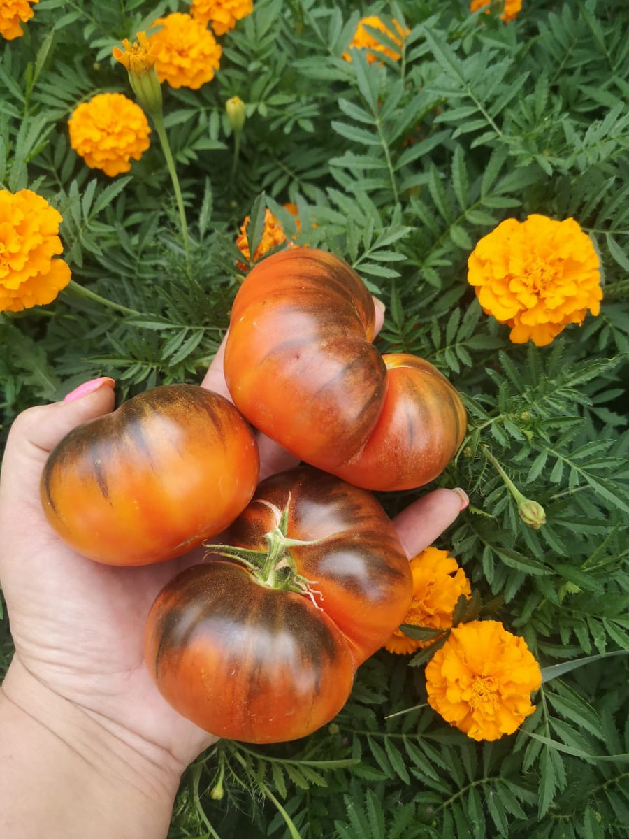 Томат Король красоты (P-20 + Beauty King)