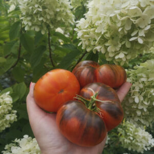 Томат Король красоты (P-20 + Beauty King)