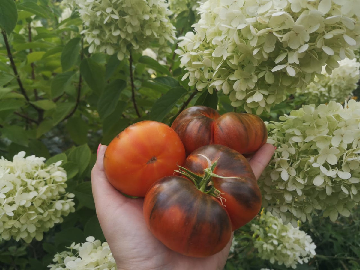 Томат Король красоты (P-20 + Beauty King)