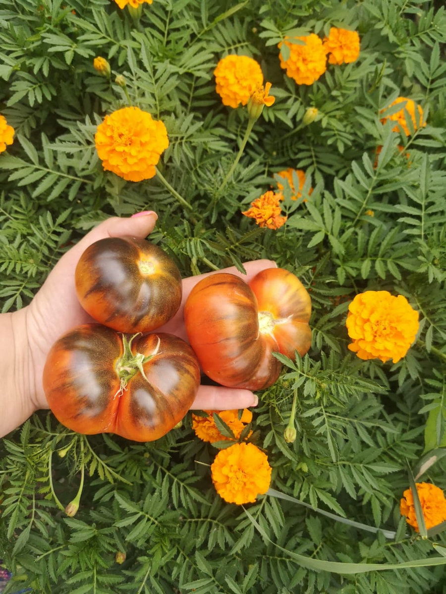 Томат Король красоты (P-20 + Beauty King)