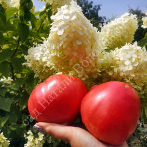 Томат Косово