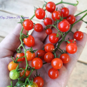 Томат Красная Смородина