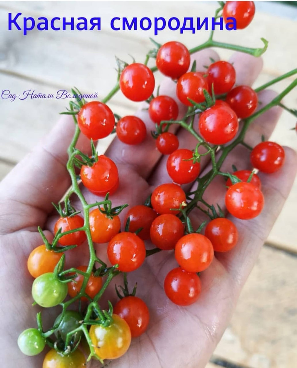 Томат Красная Смородина