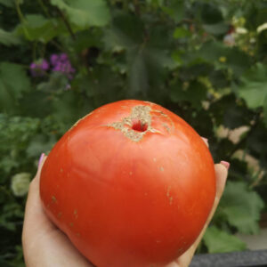 Томат Красный горизонт заката