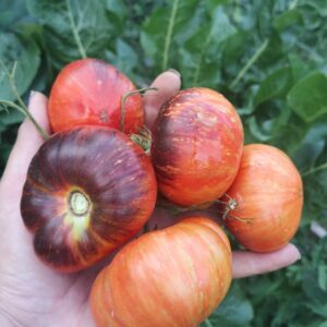 Томат Красный красавец (Red Beauty)