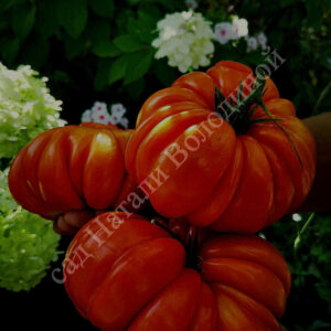 Томат Riccio Di Parma (Кудрявый из Пармы)