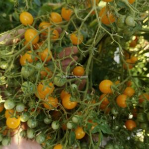 Томат Кварц жёлтый мультифлора (Yellow Quartz Multiflora)