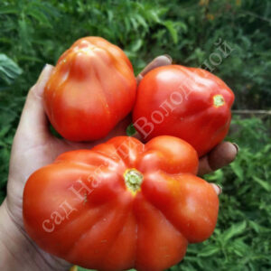 Томат Ламбада