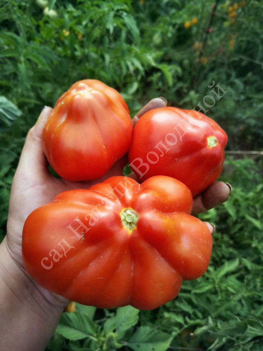 Томат Ламбада