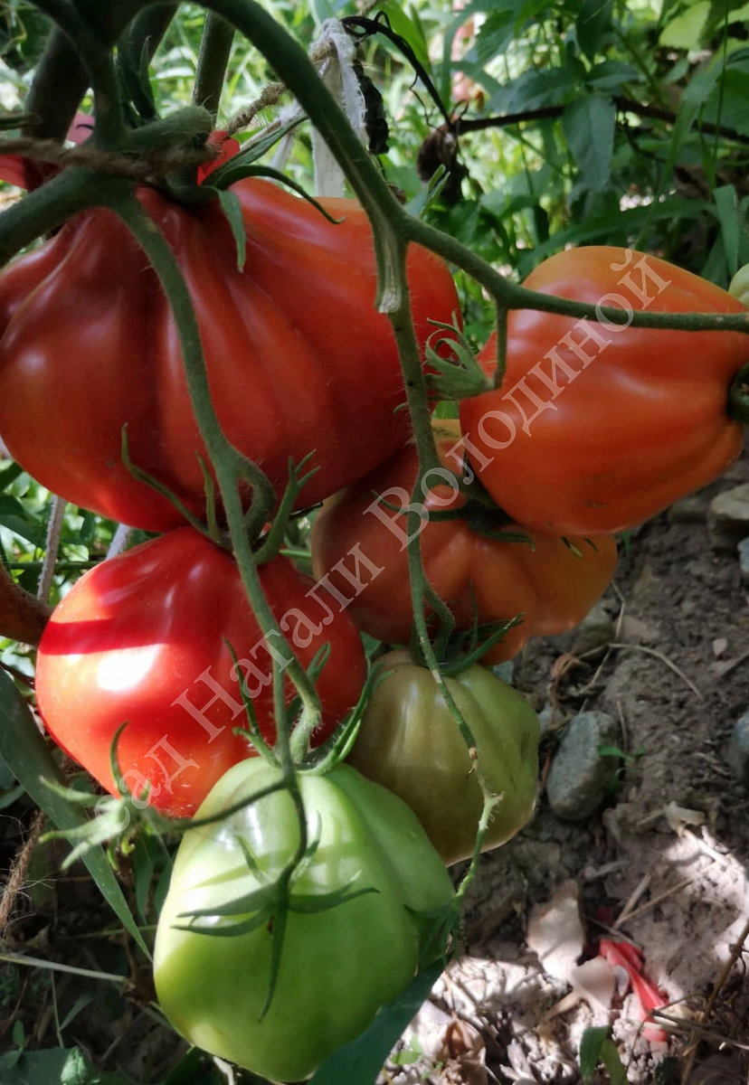 Томат Lambada(Ламбада)