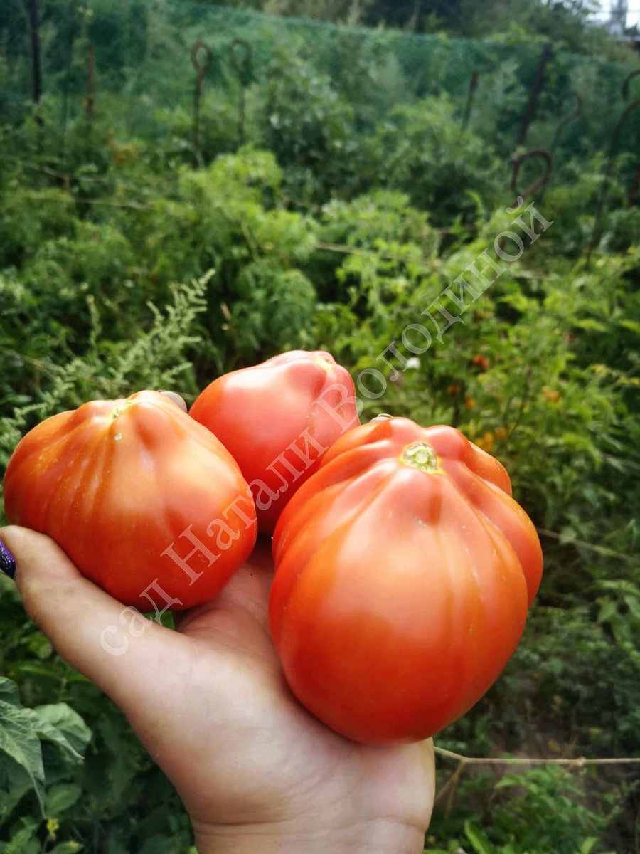 Томат Lambada(Ламбада)