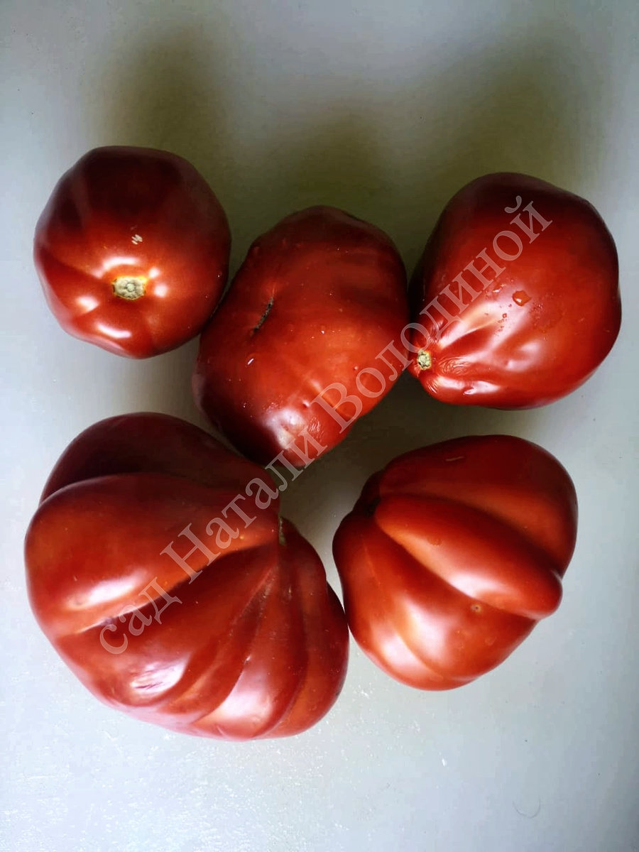 Томат Lambada(Ламбада)