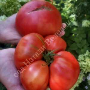 Томат Леди