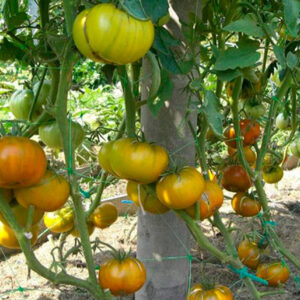 Томат Малахитовая шкатулка