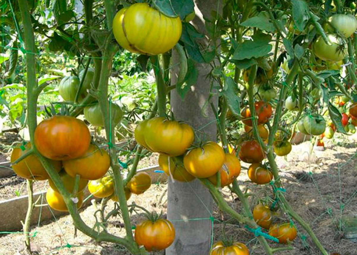 Томат Малахитовая шкатулка