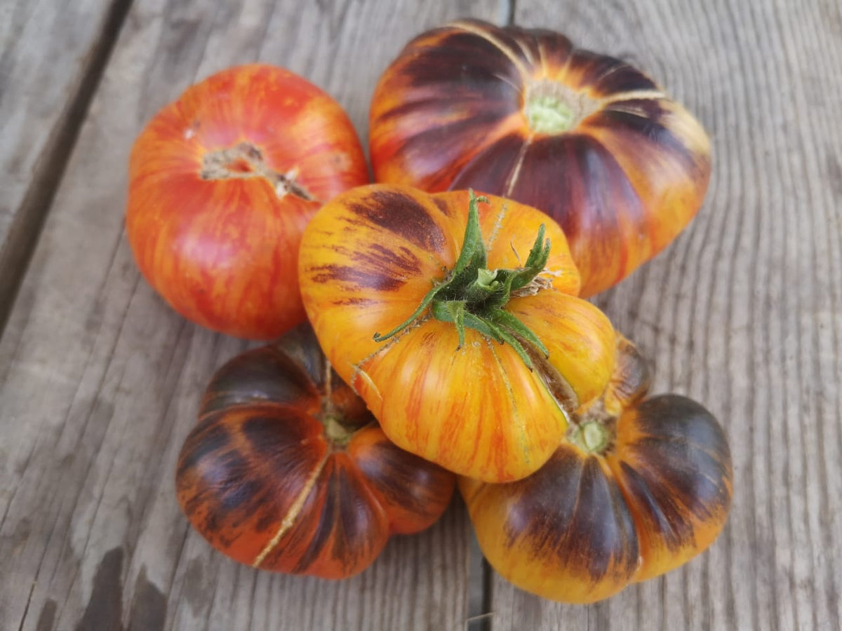 Томат Мечта Алисы (Alise’s Dream)