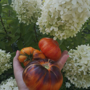 Томат Мечта Алисы (Alise’s Dream)