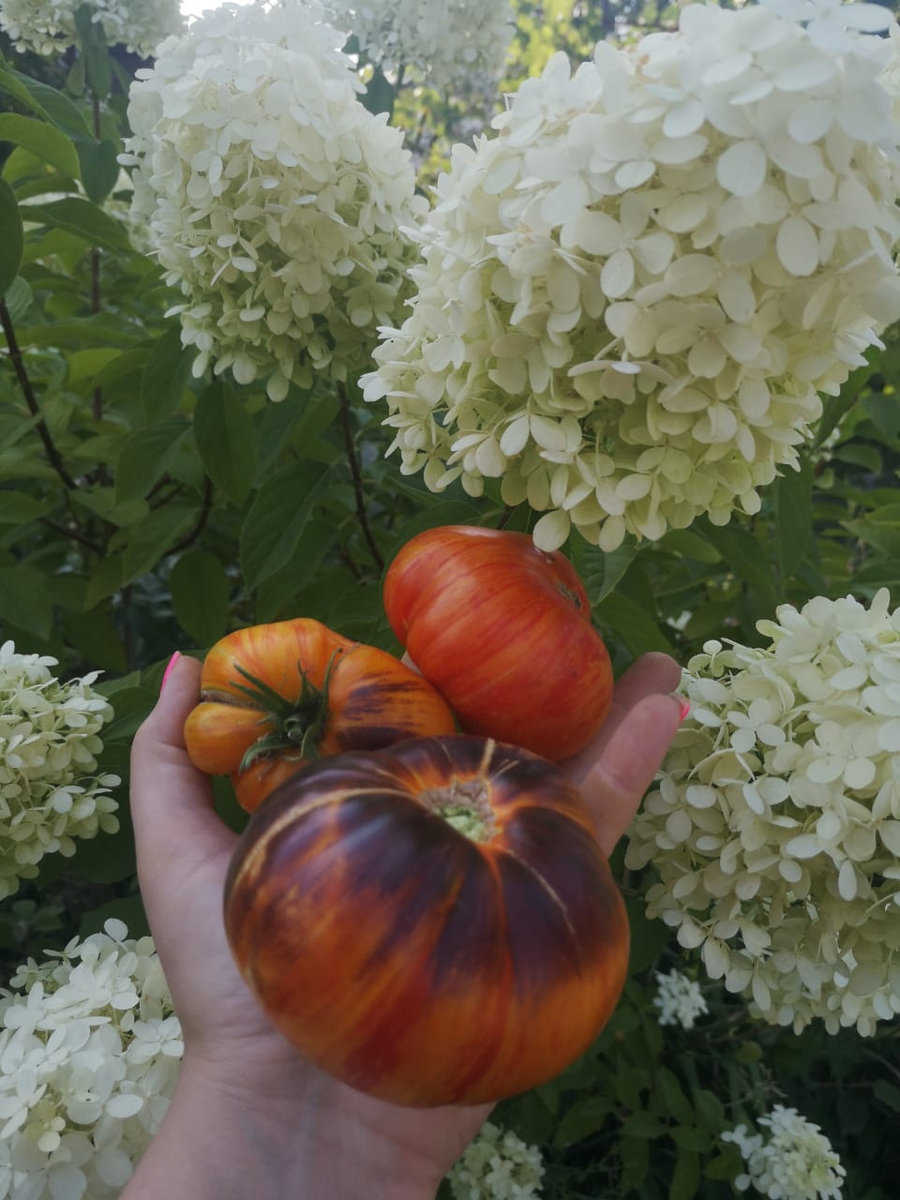 Томат Мечта Алисы (Alise’s Dream)