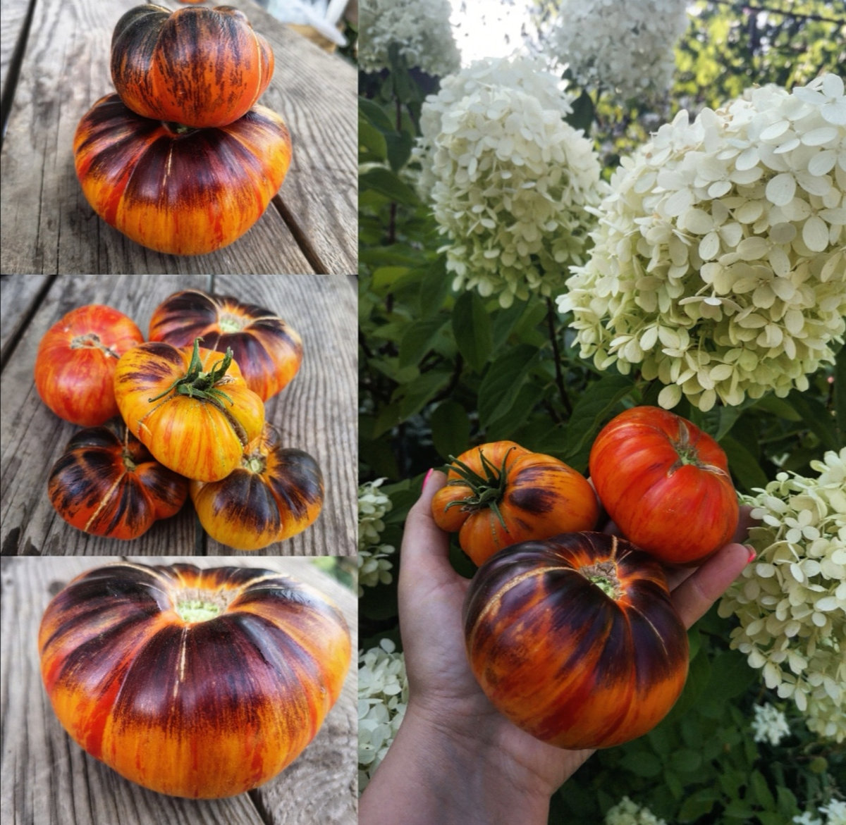 Томат Мечта Алисы (Alise’s Dream)