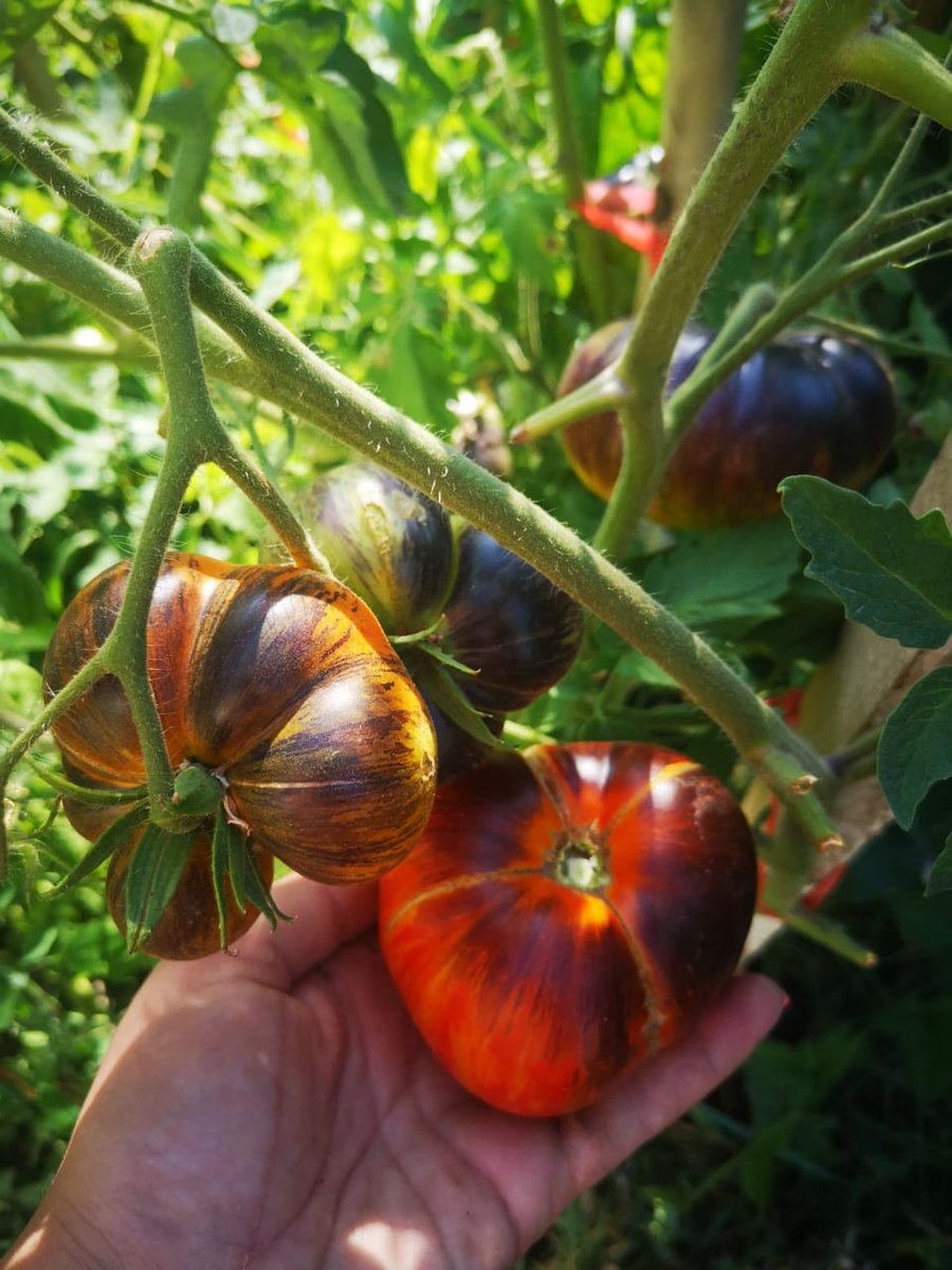 Томат Мечта Алисы (Alise’s Dream)