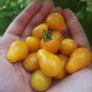 Томат Медовая Капля