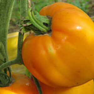 Томат Медовый спас