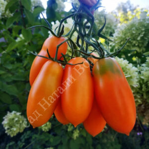 Томат Мидас