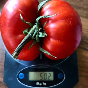 Томат Минусинские бычки