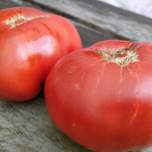 Томат Минусинские шары