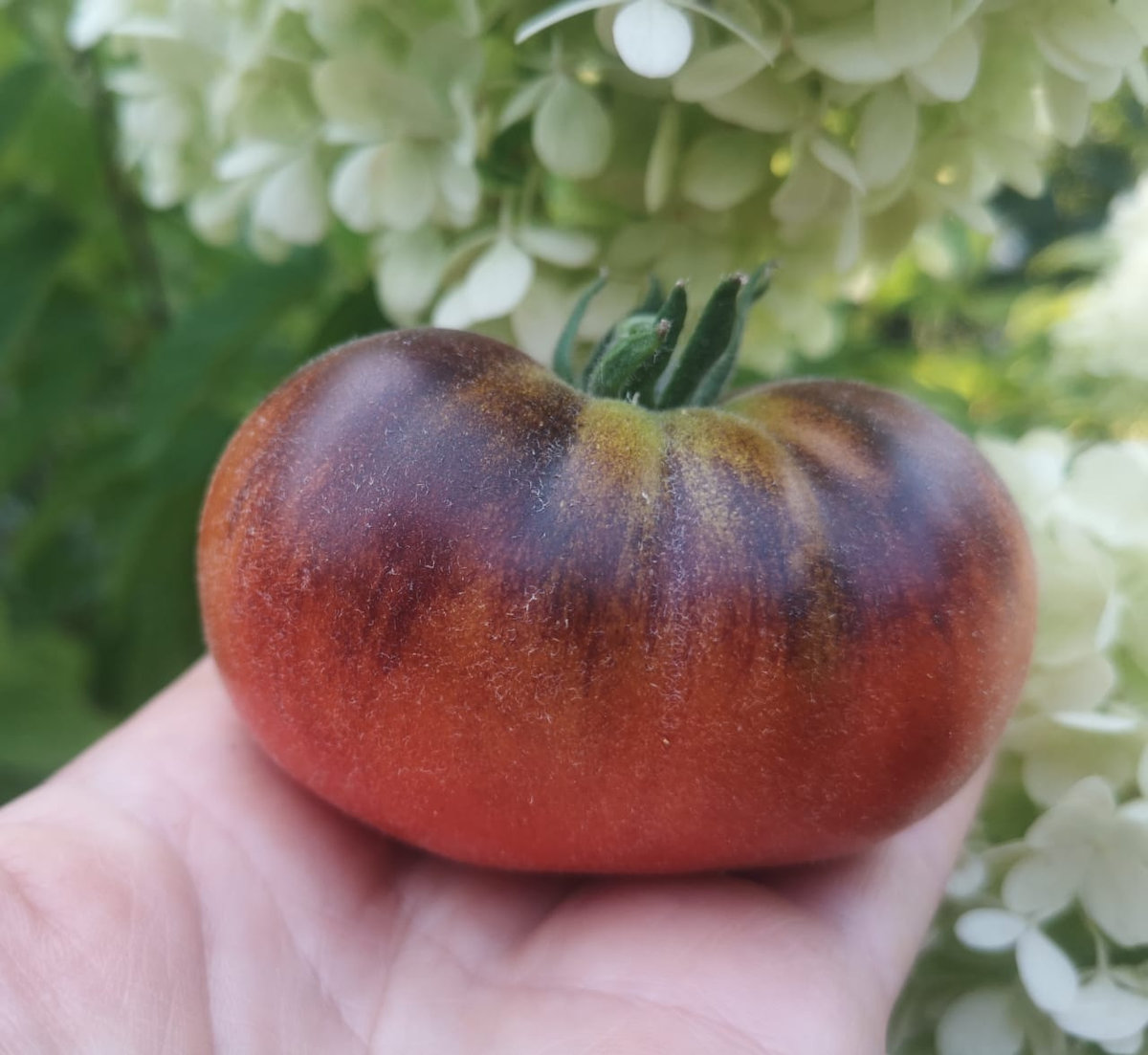 Томат Мохнатый Кейт красный (Woolly Kate Red)