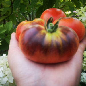 Томат Мохнатый Кейт красный (Woolly Kate Red)