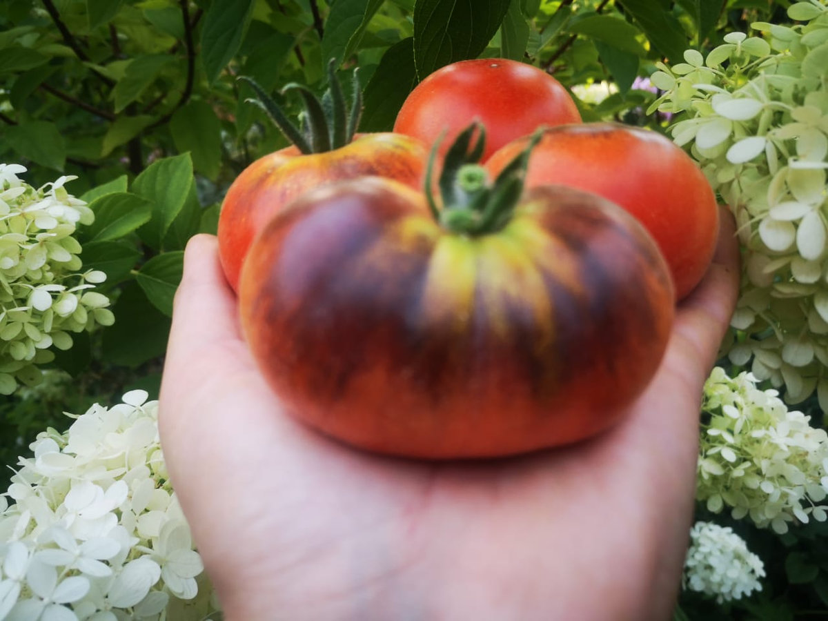 Томат Мохнатый Кейт красный (Woolly Kate Red)