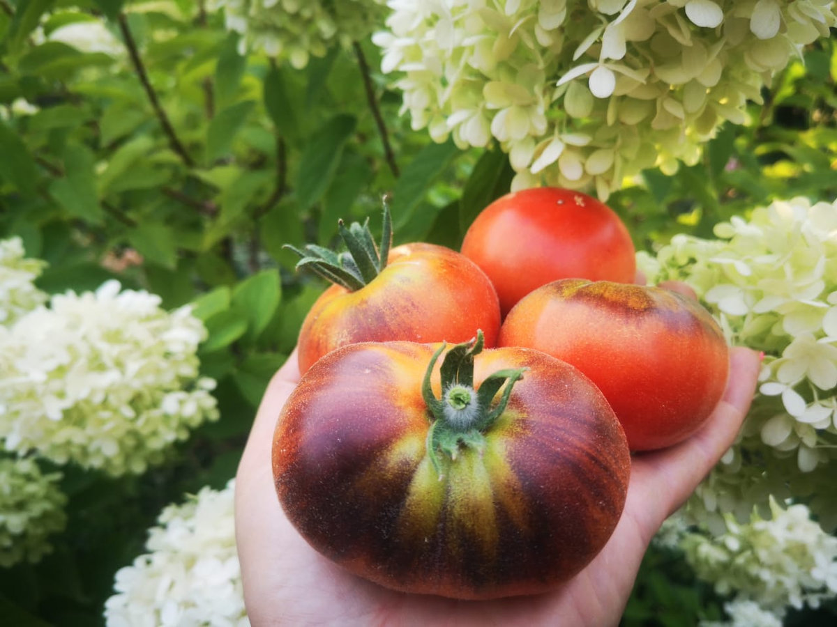 Томат Мохнатый Кейт красный (Woolly Kate Red)