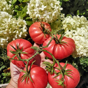 Томат Монте роза