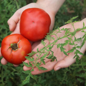 Томат Морковный